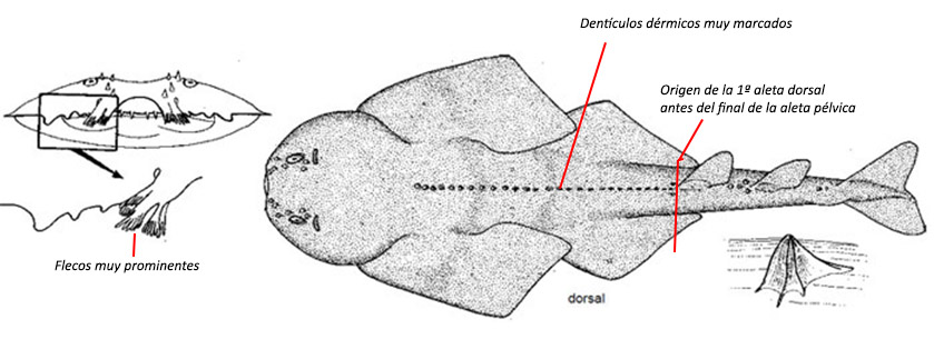 Squatina acuelata_01.jpg